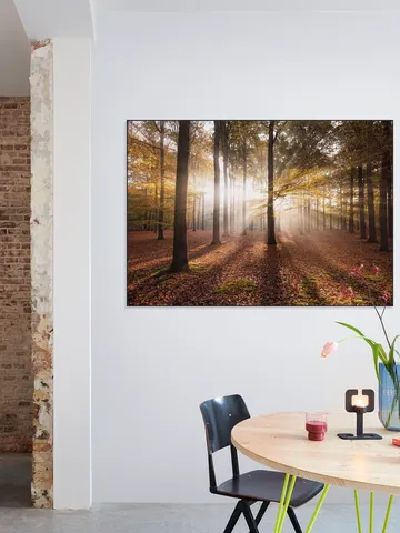 Autumn in the Forest