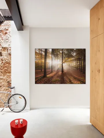 Autumn in the Forest