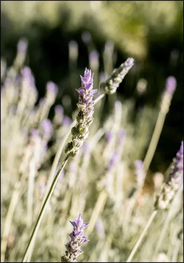 Lavender Fields